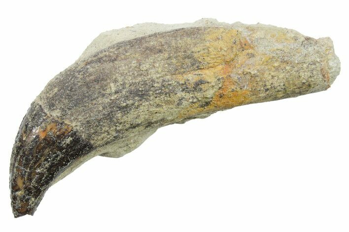 Rooted Fossil Sea Lion (Allodesmus) Tooth - Bakersfield, CA #351416